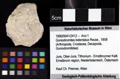 Foto (Objket + Etiketten) von Goniodromites bidentatus (Reuss, 1858) 